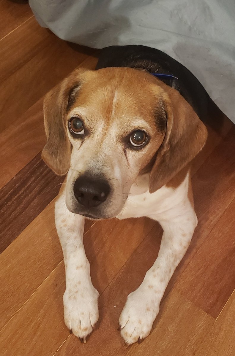 That look you get when you've taken something out of the oven, but the #beagle hasn't received any sharesies yet. 😬