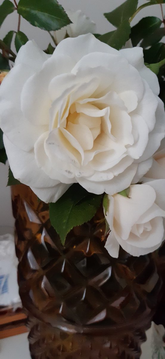 Dasha94954608's tweet photo. ..dnešní růže 🌹
#IloveRose https://t.co/z6aqxoknwP