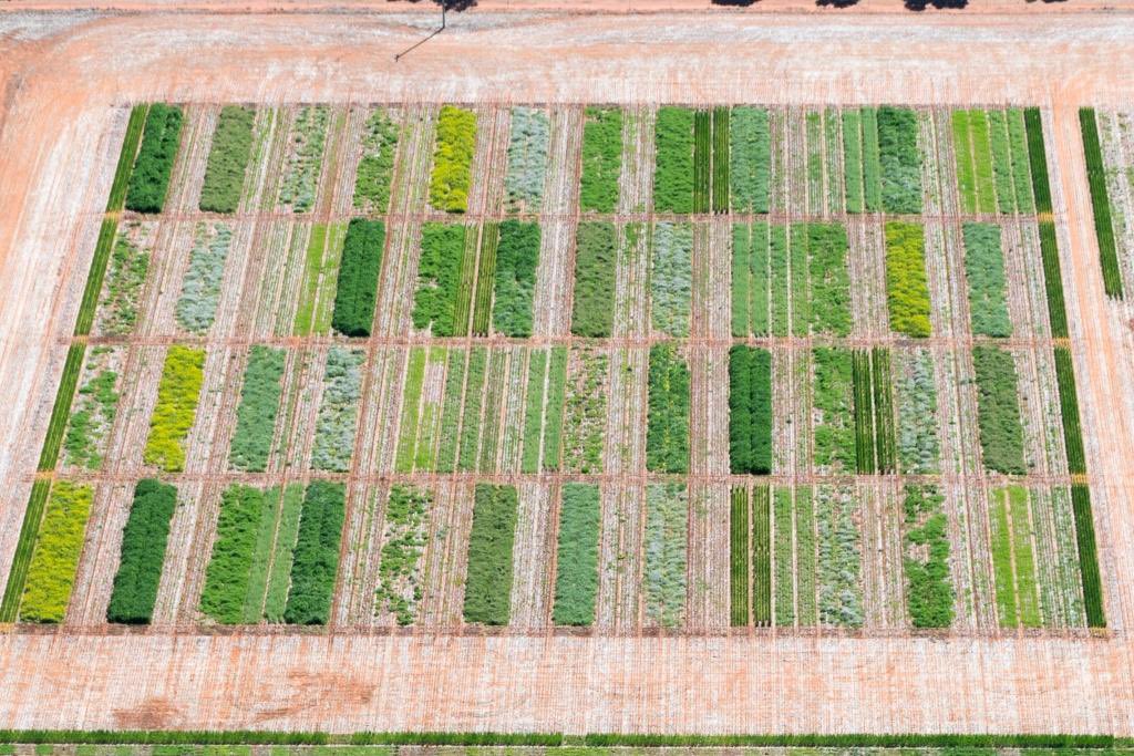 Aerial shots of the 2021 #legume trails at Condobolin, NSW. If you look closely you might be able to see the mosquitoes @GRDCNorth @meatlivestock @woolinnovation @GrahamCentre @NSWDPI_Soils