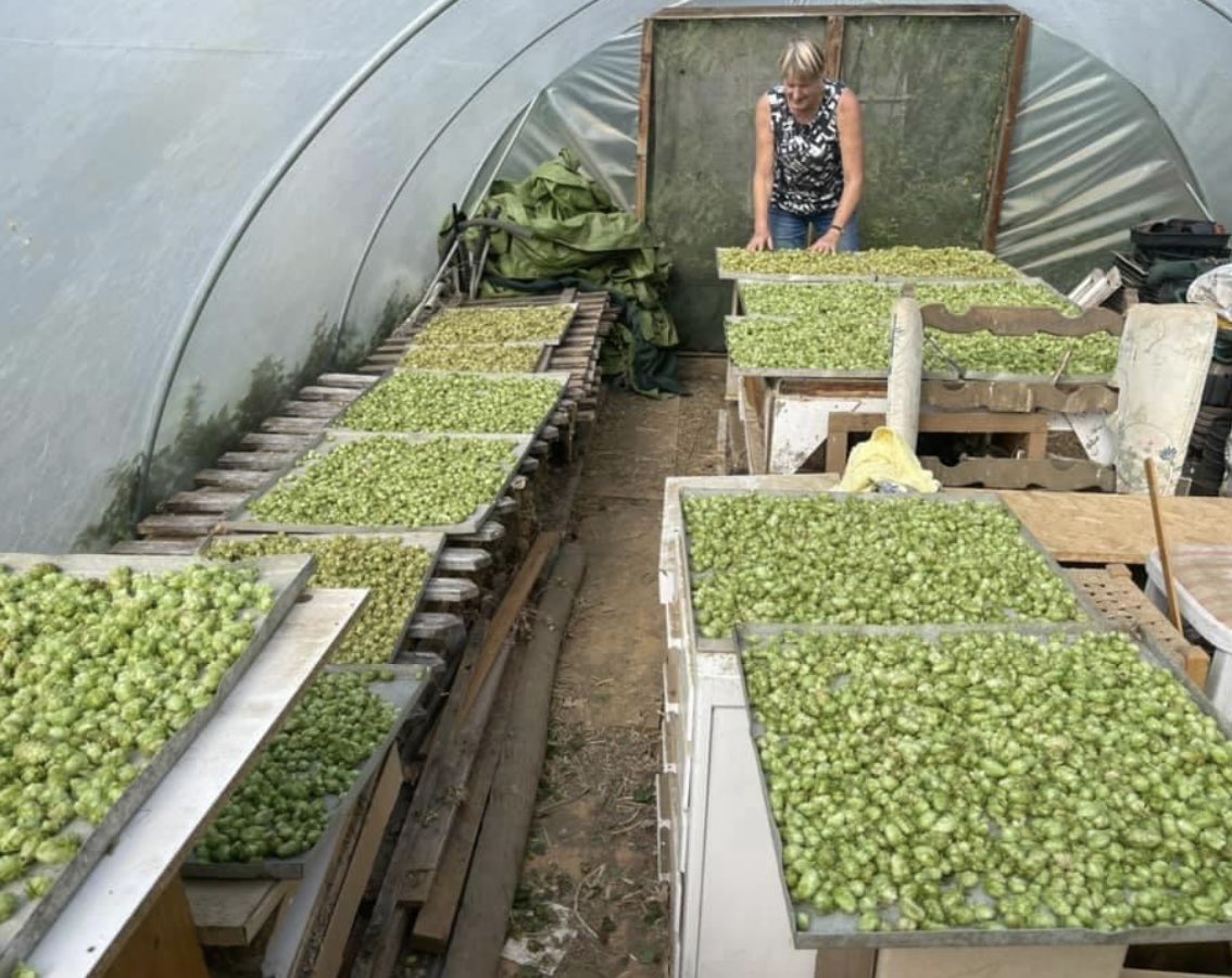 Another day of hop picking <a href="/thepeepsbrewery/">The People's Brewery</a>. These are drying, ready to go into Norfolk Cascade #norfolk #beer #realale #local #tinybrew