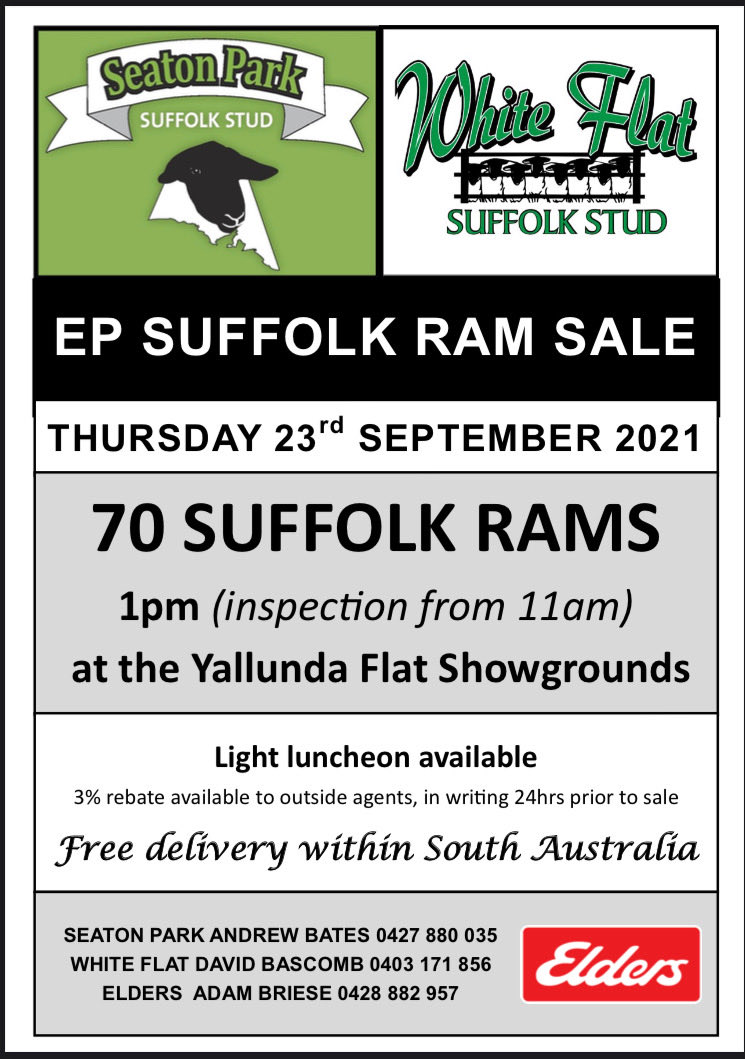 Andrewbates73's tweet image. Suffolk Rams for sale this coming week .