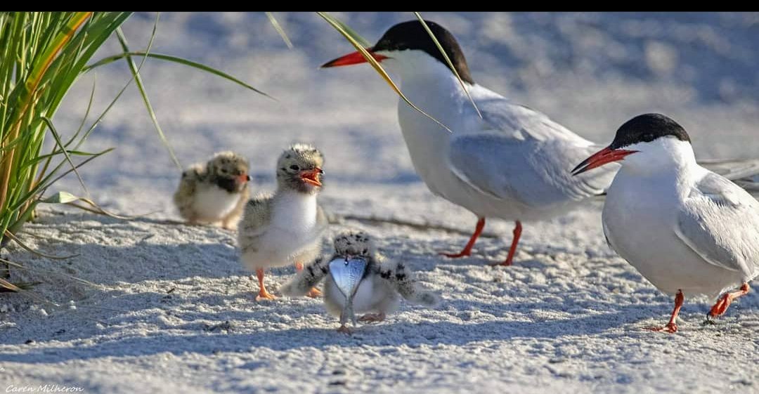 Ruschtotheoutd1's tweet photo. #seashoresaturday at https://t.co/UkpOu1sw7m Terms and chicks of Long Island by @carenmilheronphotography
.
#shorebirds #shorebirdsofinstagram #birds #shorebirds_habitat #longisland
#shorebirdsoflongisland#newyork #discoverlongisland #seashore https://t.co/lzSYmWYen1