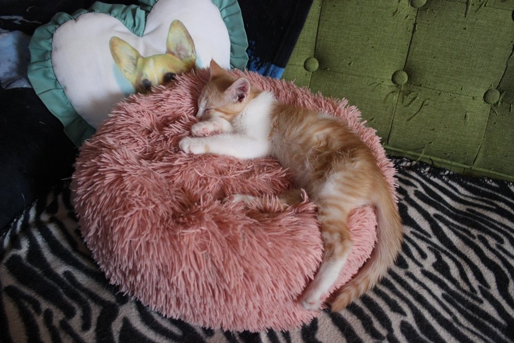 Gonzo Does Tweets🐈he/him tweet media