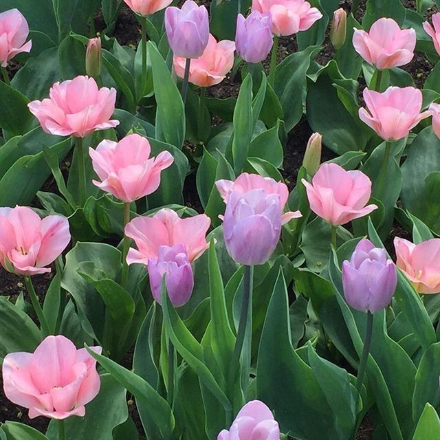 🌿🌼🧺 (@peacozy) on Twitter photo 