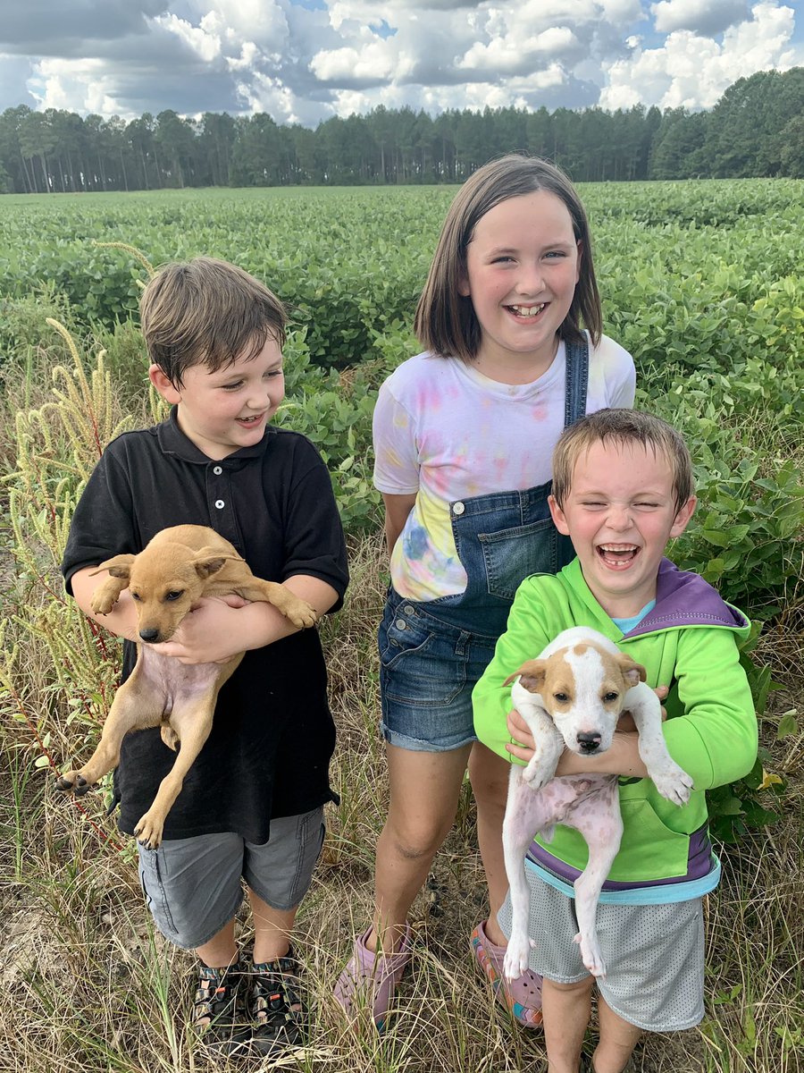 GrayFeist's tweet photo. Made a run to South Carolina to pick up some #GrayFeist pups from Mark Allen &amp; Terry Owens! 

Meet “Moonshine” &amp; “Colt!”

Good hunters are critical to keeping the line going. #MountainFeist #feistdogs #squirreldogs https://t.co/qP3UlSZGX8