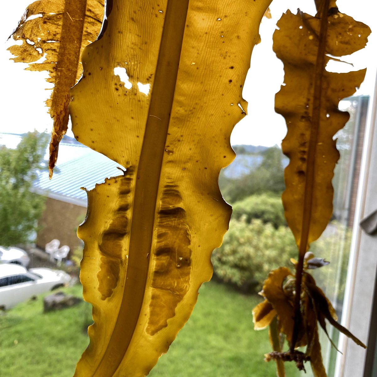 ecophyte's tweet photo. Do people see sori in #Alaria, elsewhere? I found a handful of fronds nearby each other that had #sori on both the #sporophyll and blade tissues. @BraybrookSA, interested in this mutation? #kelp https://t.co/hNZJZLHG8t