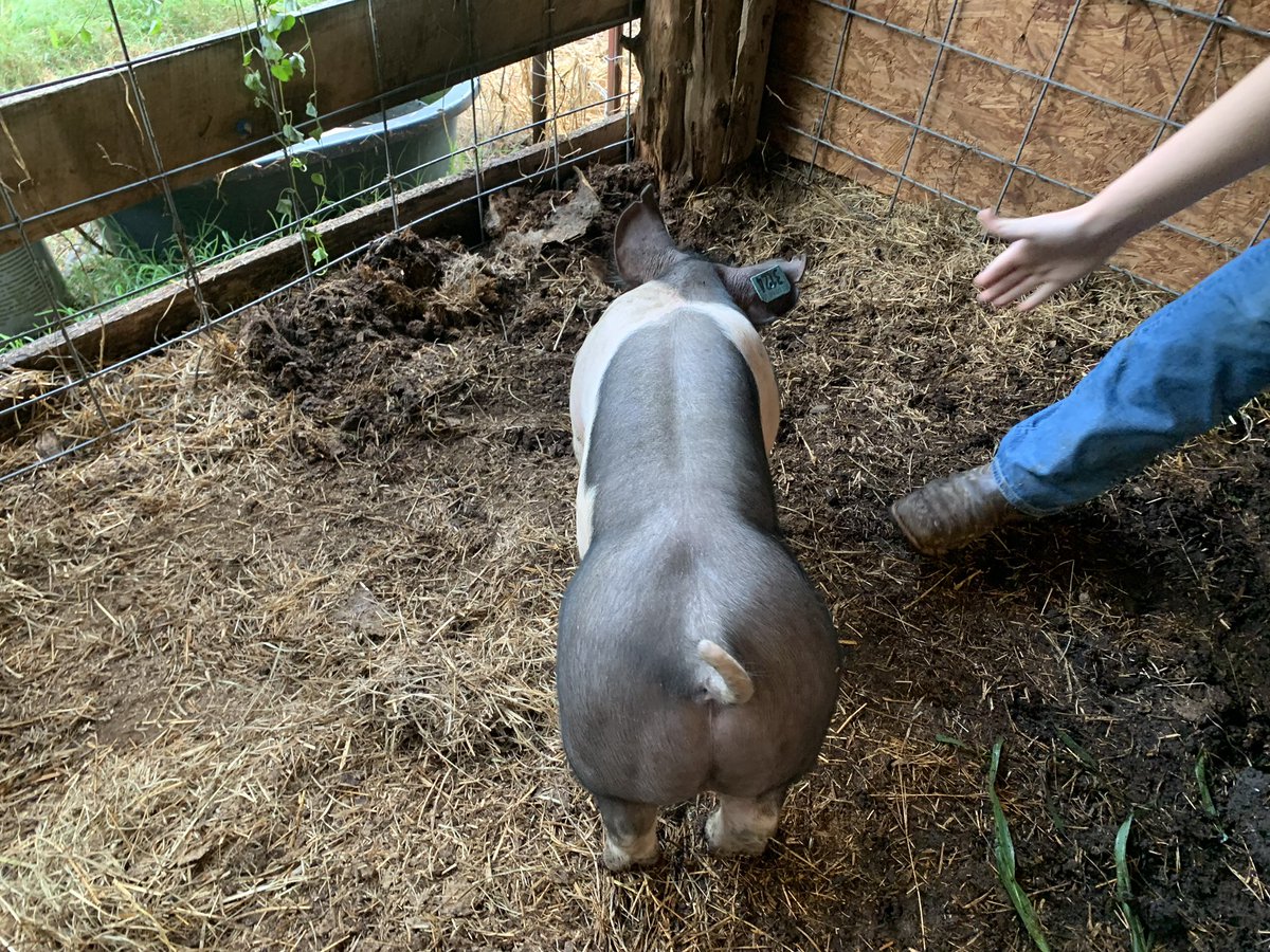 Dickson County FFA (TN) tweet media