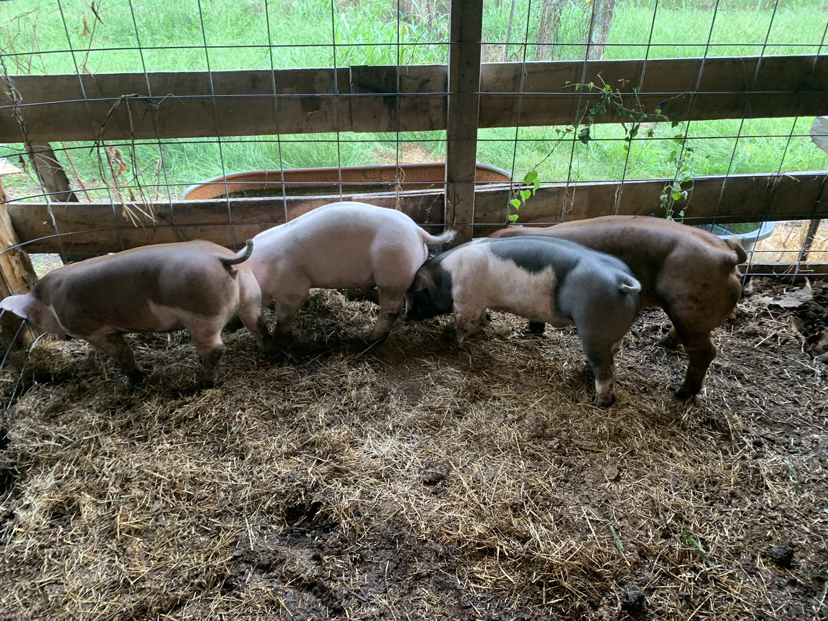 Dickson County FFA (TN) tweet media