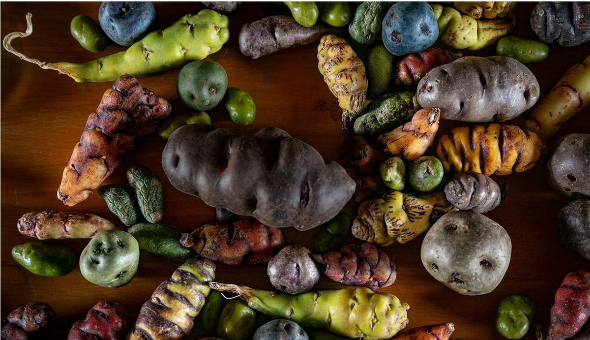 Timothy A. Wise (@timothyawise) on Twitter photo You think you know potatoes? Not until you know their birthplace - Peru. Genetic diversity now threatened by industrial agriculture. <a href="/michaelpollan/">Michael Pollan</a> <a href="/greyherren/">Hans R. Herren</a> @cadwego nationalgeographic.com/travel/article… via <a href="/NatGeoTravel/">Nat Geo Travel</a> You think you know potatoes? Not until you know their birthplace - Peru. Genetic diversity now threatened by industrial agriculture. <a href="/michaelpollan/">Michael Pollan</a> <a href="/greyherren/">Hans R. Herren</a> @cadwego nationalgeographic.com/travel/article… via <a href="/NatGeoTravel/">Nat Geo Travel</a>