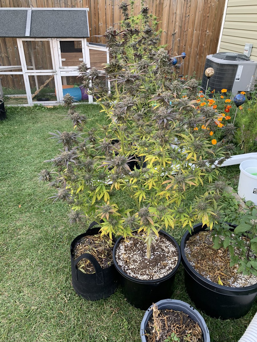 WhiteHatRat's tweet photo. Whole yard reeks, 2-3 more weeks. #growyourown #secondgrow https://t.co/EvsGeUGt2t