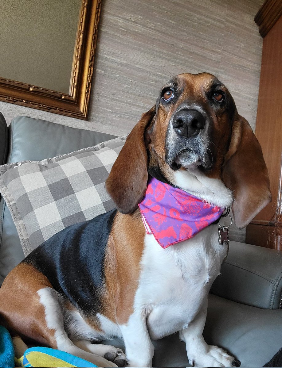 She loves her <a href="/DGDtheband/">Dance Gavin Dance🍓</a> bandana