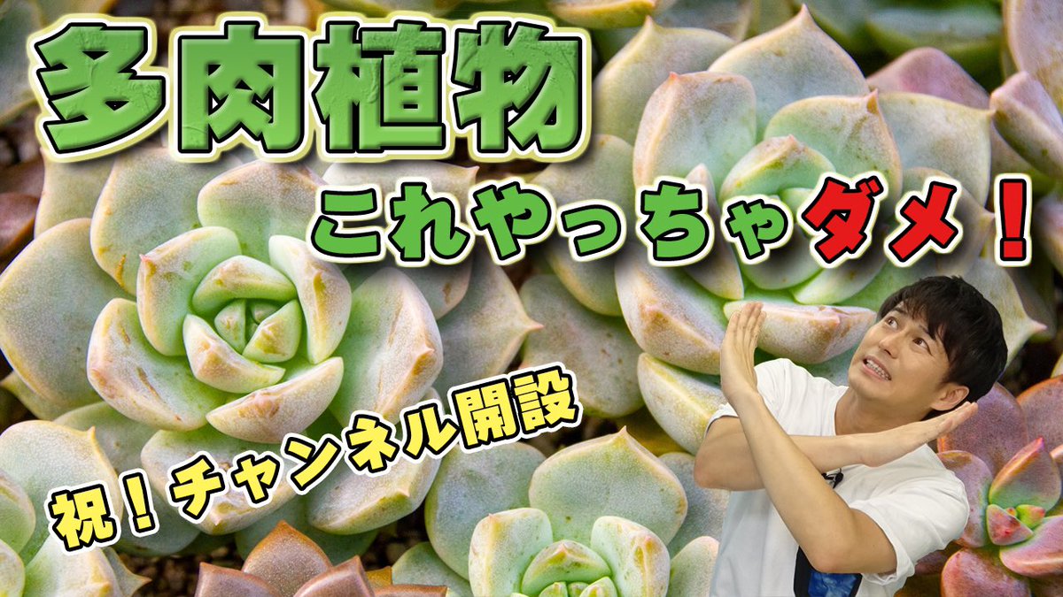 三上真史 多肉植物 育て方はこちらをぜひ 三上真史の趣味は園芸ちゃんねる 祝 チャンネル開設 多肉植物これやっちゃダメ 多肉植物 サボテン 育て方 T Co 3k8se9qiru 趣味の園芸 多肉植物 T Co Fexfc0t9fp
