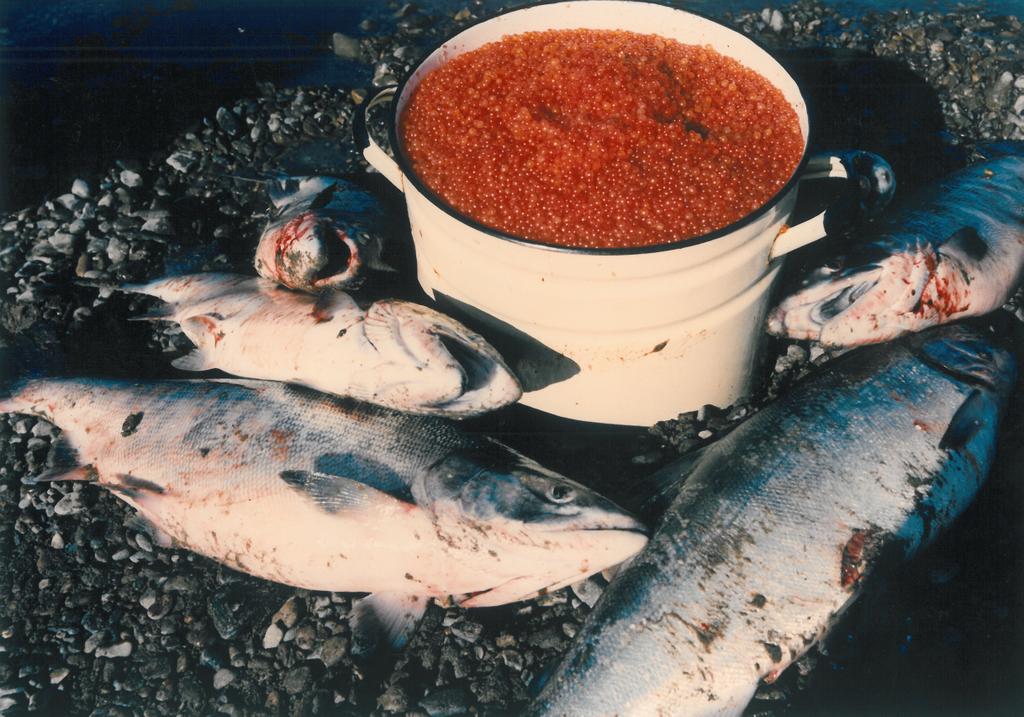 жизнь в магадане плюсы и минусы. город магадан магаданская область. жизнь в магадане плюсы и минусы. есть ли зима в индонезии. жизнь в магадане.