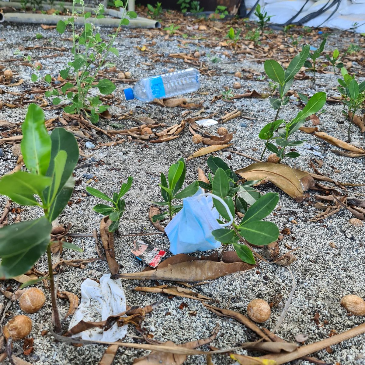 Let's do it! Maldives tweet media