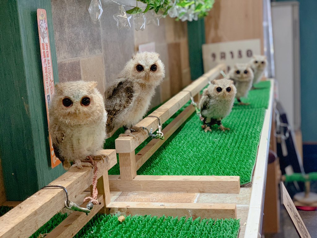 ふく屋 ふくろうカフェ 生体販売 V Twitter ごはんかもしれない 多分ご飯だ あれはごはんだ ご飯に違いない ご飯や あれはご飯や ふく屋 フクロウカフェ フクロウ カラードコノハズク 埼玉県 川口 T Co ふく屋 ふくろうカフェ 生体販売 V Twitter ごはんかもしれない 多分ご飯だ あれはごはんだ ご飯に違いない ご飯や あれはご飯や ふく屋 フクロウカフェ フクロウ カラードコノハズク 埼玉県 川口 T Co