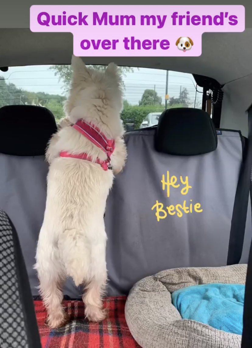 ItsKnightGirl's tweet photo. 🐶When Rosie sees her friend🐶#westieoftwitter #dogsoftwitter #dogslife #rosiebird #rags2richesbunting #westhighlandwhiteterrier #dogwalking #friends #followthatdog #doglovers #parklife https://t.co/wryvm7Mq5D