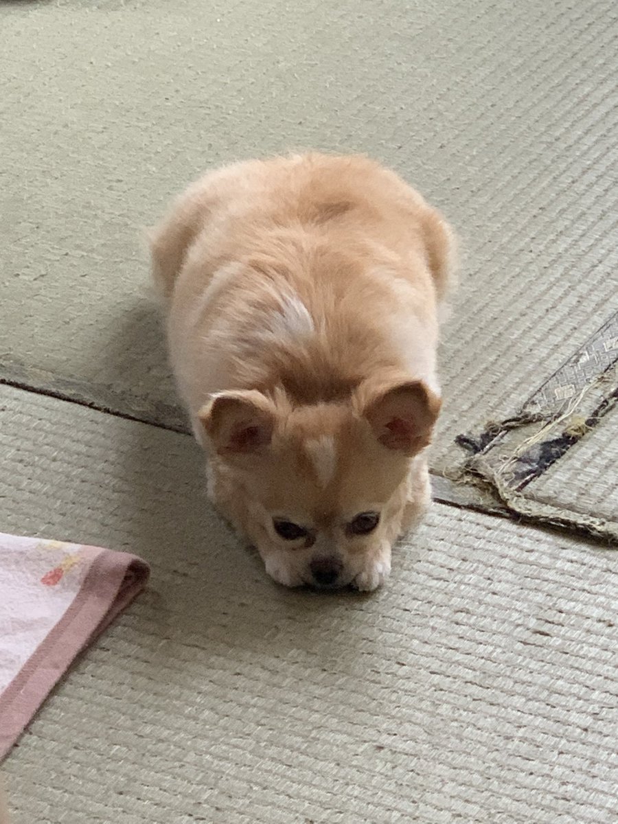 陸上のアザラシにしか見えない白柴犬さんがこれ アザラシは海の犬 寝転ぶ犬はアザラシ Togetter