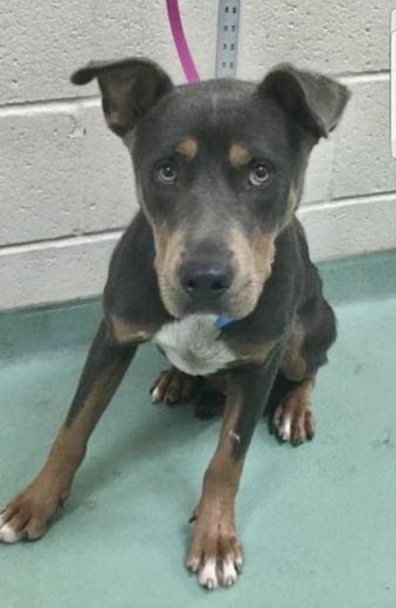#TN #MEMPHIS
🆘🆘CODE RED Mr Kanye 2yo hw- Alone, scared, stressed in his kennel, terrified of hands offered, alone with nothing &amp; no one! So who can help this boy have a happy life - he needs out of here fast! #ADOPT #PLEDGE #RESCUE #FOSTER #MASA7809
facebook.com/18216482414803…
