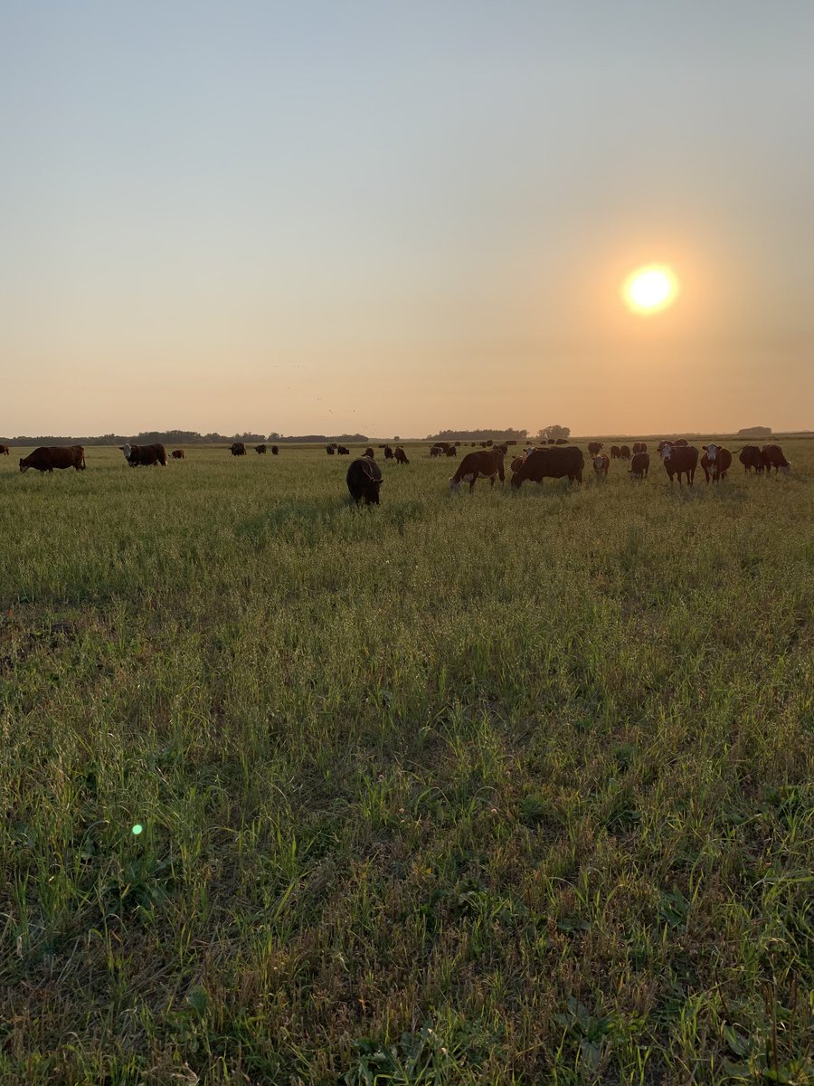 FlyerCattleCo's tweet photo. Turned the Girls out on some Oat regrowth tonight. Pastures are getting short and can only tempt fate so long. https://t.co/iIXdjc1Z5A