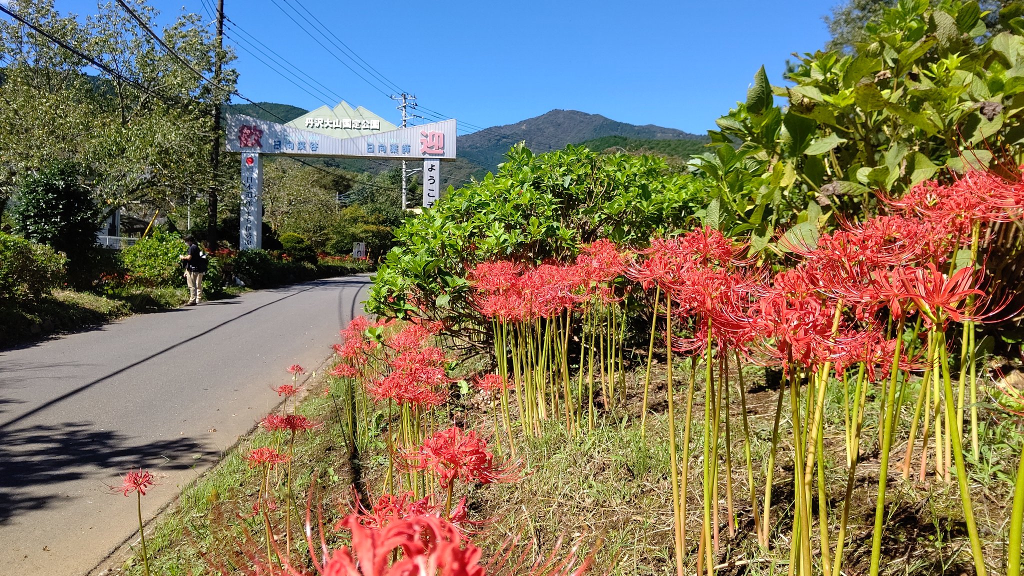 日向薬師売店 9月19日日曜日 日向薬師彼岸花です 満開です 日向薬師 彼岸花 花 写真 伊勢原 日向薬師売店 T Co R0jf1aofvg Twitter