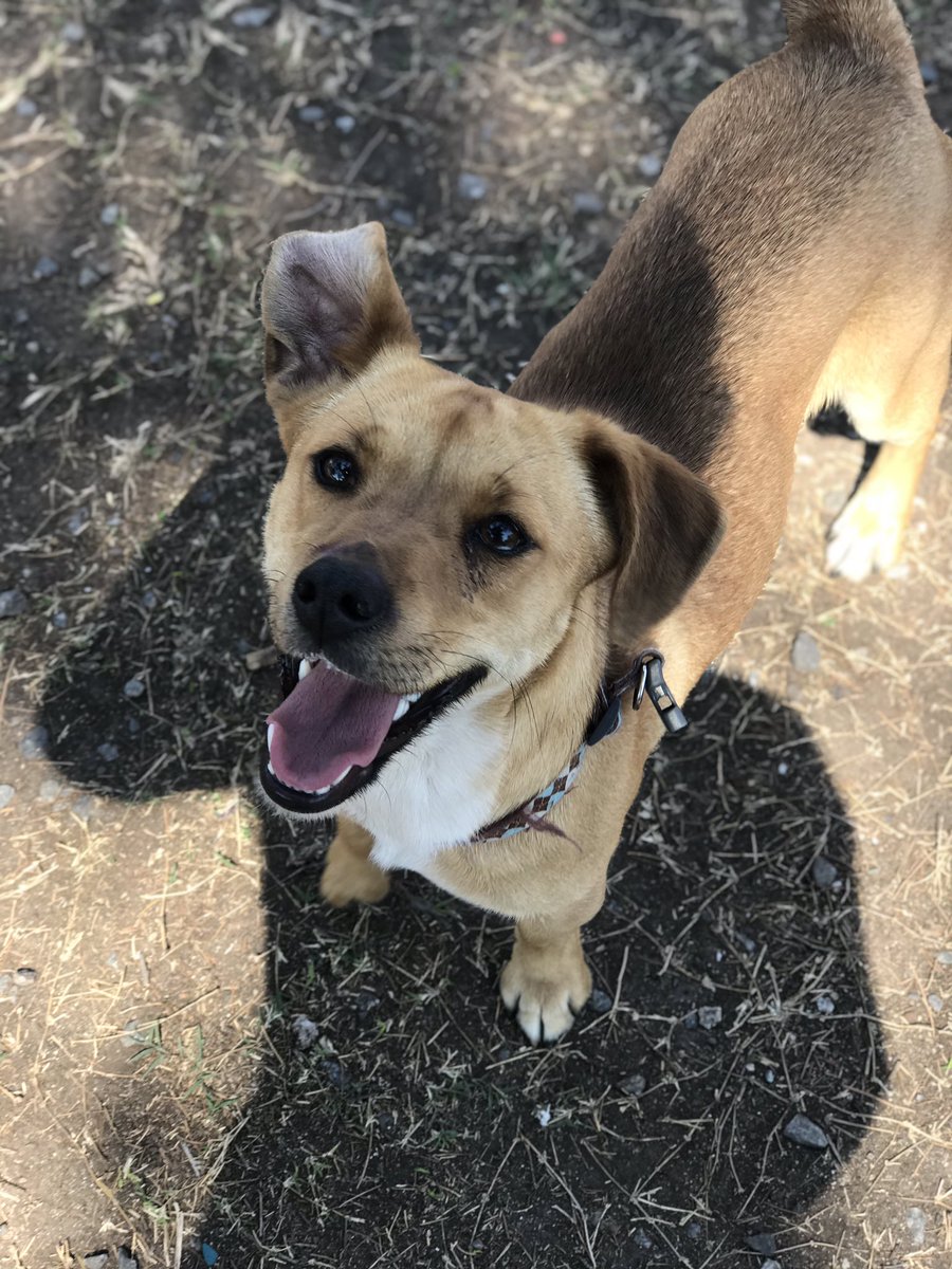 fatimaluzzz's tweet image. busco hogar provisorio (o definitivo) para esta perrita que encontré ayer corriendo en la ruta, la publique por todos lados y nadie la reclamó! es MUY alegre, juguetona y cariñosa, se adapta super rapido, quien le haga un espacio en su casa no se va a arrepentir! @VivireNuevaCba