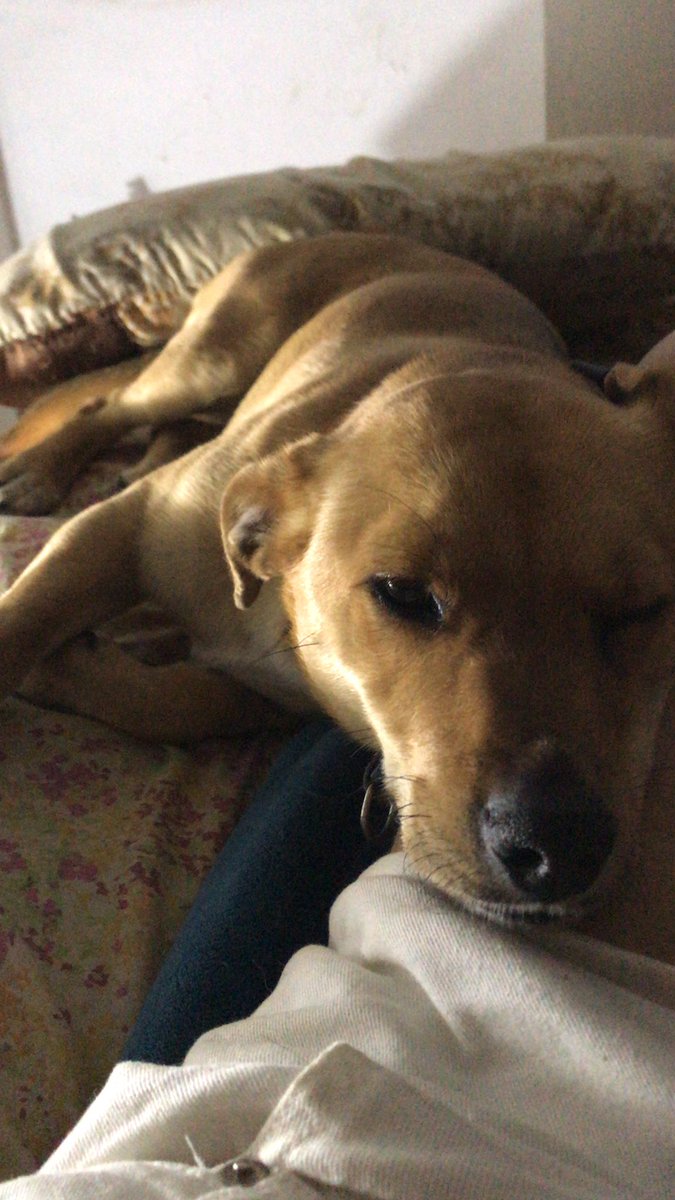 fatimaluzzz's tweet image. busco hogar provisorio (o definitivo) para esta perrita que encontré ayer corriendo en la ruta, la publique por todos lados y nadie la reclamó! es MUY alegre, juguetona y cariñosa, se adapta super rapido, quien le haga un espacio en su casa no se va a arrepentir! @VivireNuevaCba