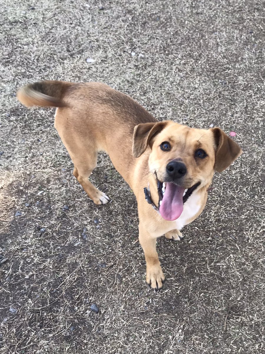 fatimaluzzz's tweet image. busco hogar provisorio (o definitivo) para esta perrita que encontré ayer corriendo en la ruta, la publique por todos lados y nadie la reclamó! es MUY alegre, juguetona y cariñosa, se adapta super rapido, quien le haga un espacio en su casa no se va a arrepentir! @VivireNuevaCba