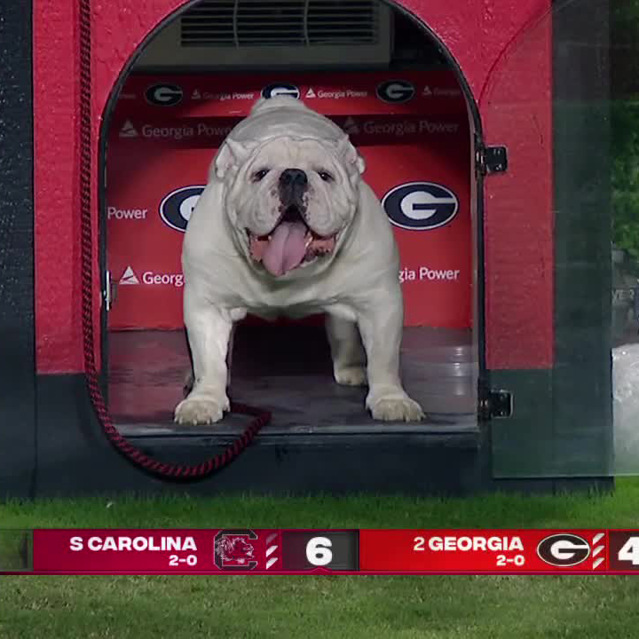 Good doggo sighting 🐶