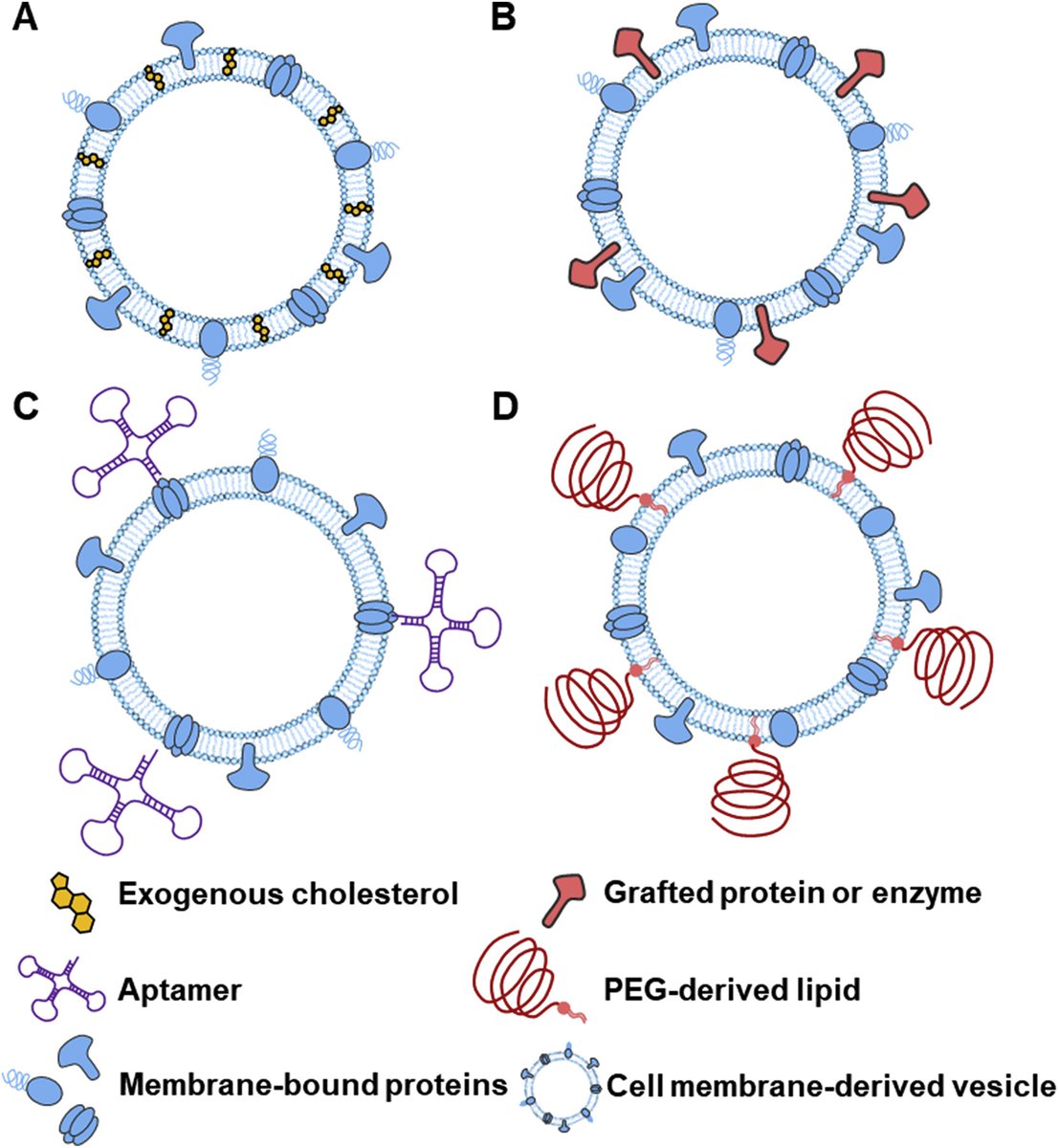 ActaPharmSinB's tweet photo. 🎀Highlight Review🎀#CellMembrane-derived #vesicles for #delivery of therapeutic agents. From Dr. Yu-Kyoung Oh @YuKyoungOh1&amp; Dr. Jaiwoo Lee @SeoulNationalUniversity; Dr. Gayong Shim @SoongsilUniversity; @ELSpharma; @ElsevierConnect.
https://t.co/7g9IeUi8ZN https://t.co/GcAOrkTmKP
