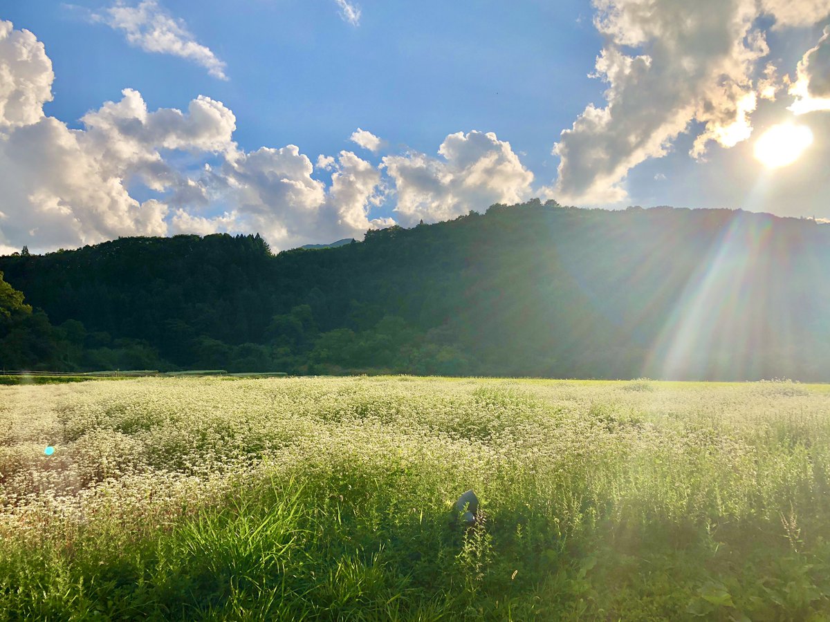 今満開の蕎麦の花畑 なんだか天国感があります 山形県尾花沢市