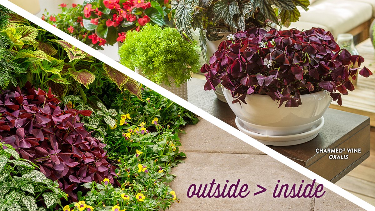 Proven_Winners's tweet image. After ID-ing which outdoor #plants can be overwintered indoors, it's time to get to work. Pro tip: pick healthy plants. If they’re not healthy outside, they’ll struggle even more inside. More tips here: pwwin.rs/2XmGxRD

#fallgarden #gardentips #gardening