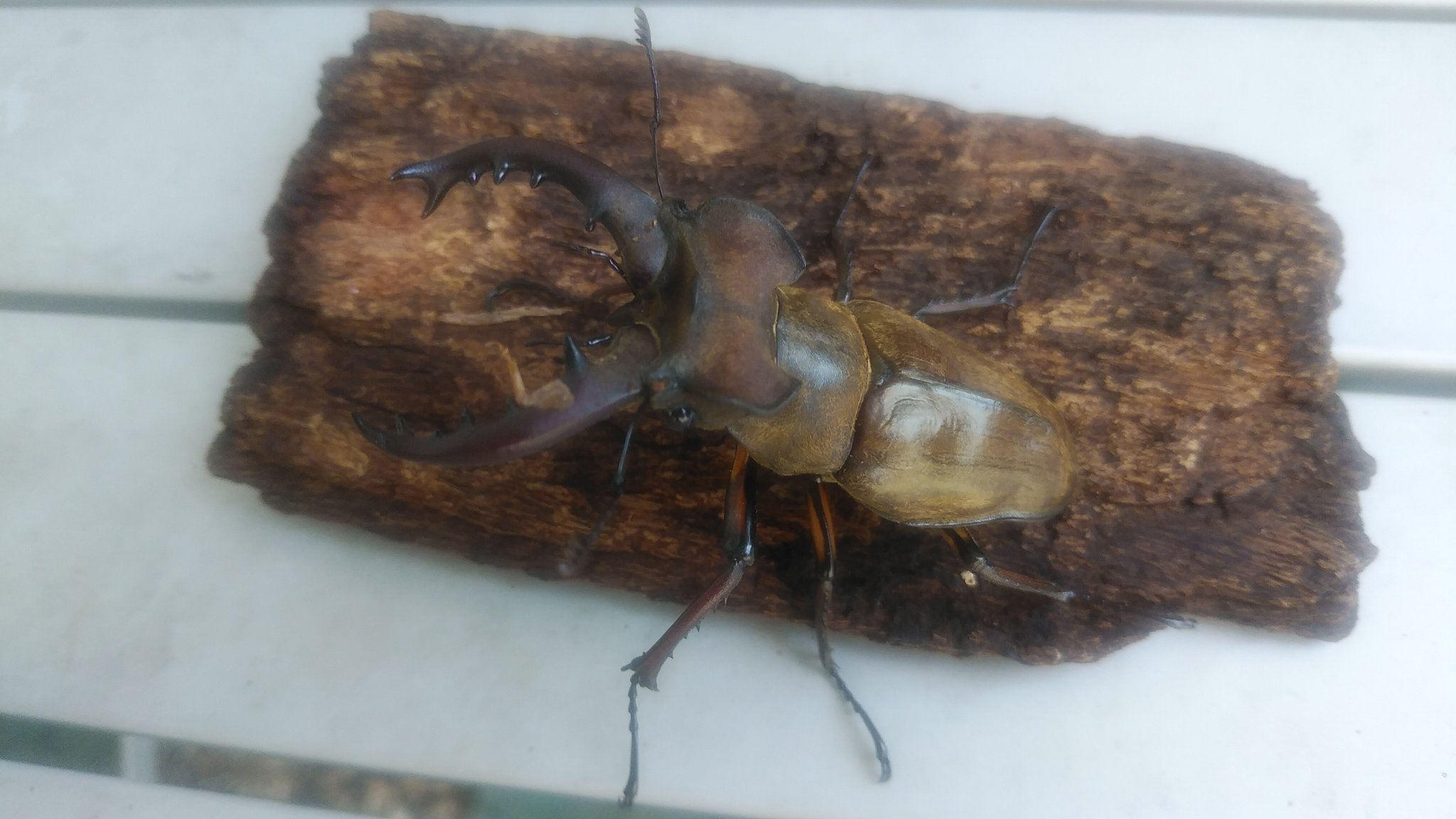 ビークワ Twitter Search Twitter