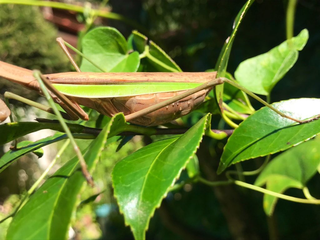 生きモノ図鑑くん オオカマキリ 雄の個体 後翅確認 雌に比べ腹部がスッキリしてすらっとした印象がある 夜目 昼間は光を反射させる事で複眼に取り込む量を少なくし 夜は光が吸収されるように取り込む量を多くする その結果 複眼が黒く変化した