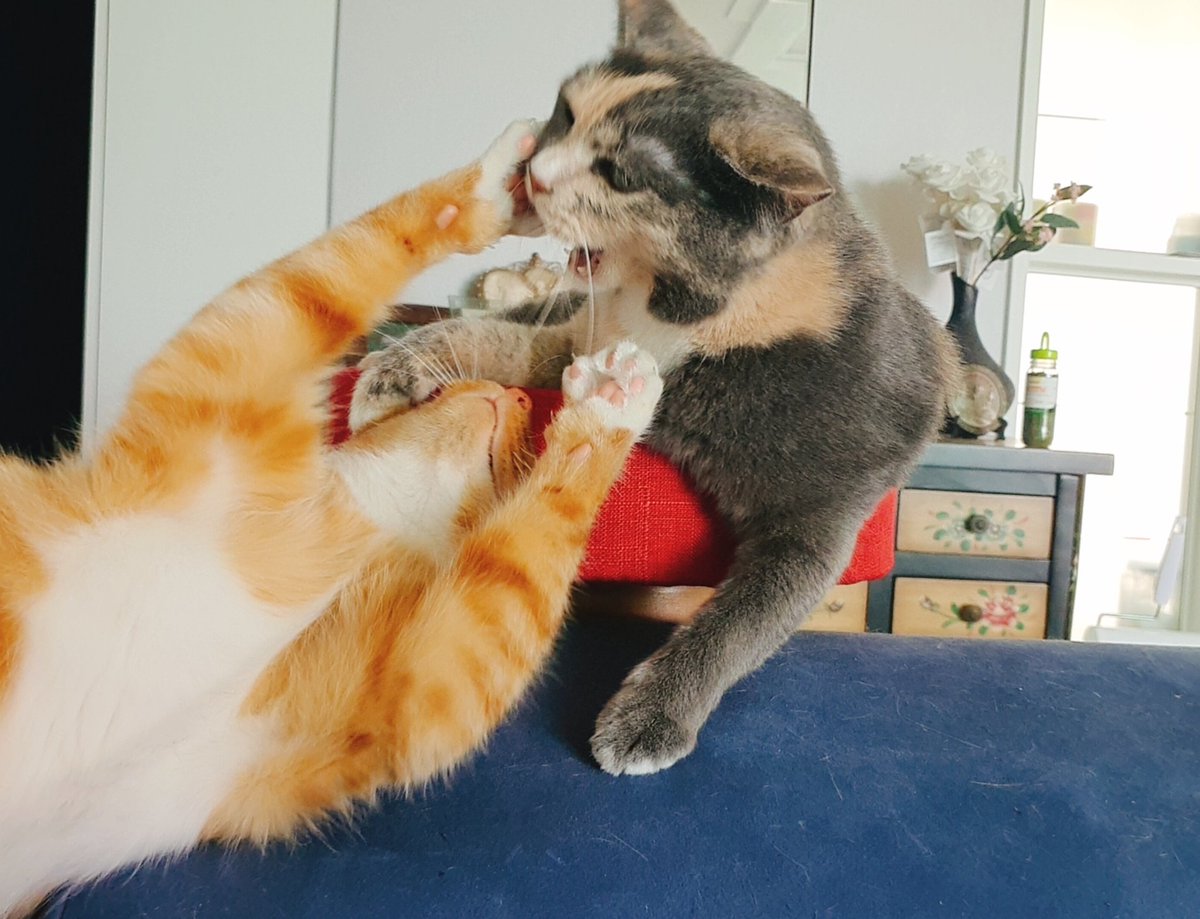 Springtime_Cat's tweet image. 다들 잘 지내고 계신가요??
저희애들은 여전합니당