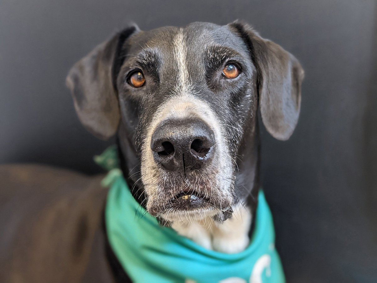 mauihumane's tweet photo. Cody truly needs all of our help to find him a loving home. At this point we’ve tried to promote Cody well over 15 different ways over the past 241 days. That’s why we are asking for your help to find him the right ohana that can give this awesome “Uncle” the love he so deserves! https://t.co/xR8316TRnX