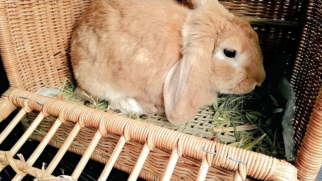 Home Use Night Mode Notifications Notification Sound My Profile Show Profile Account Setting Sub Users Personal Account Business Account Show Me Online Delete History Expose Author Name Cross Video Days Rgti Aznt Guft Hnyh Hqfr Hcor Ihpl Adfm