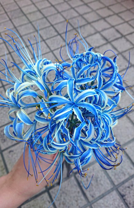 Twitterでバズる鬼滅の刃 青い彼岸花 を作れる染色キットは 愛知県の中小企業の知恵の結晶だった 秋元祥治 G Net Oka Biz ブログ