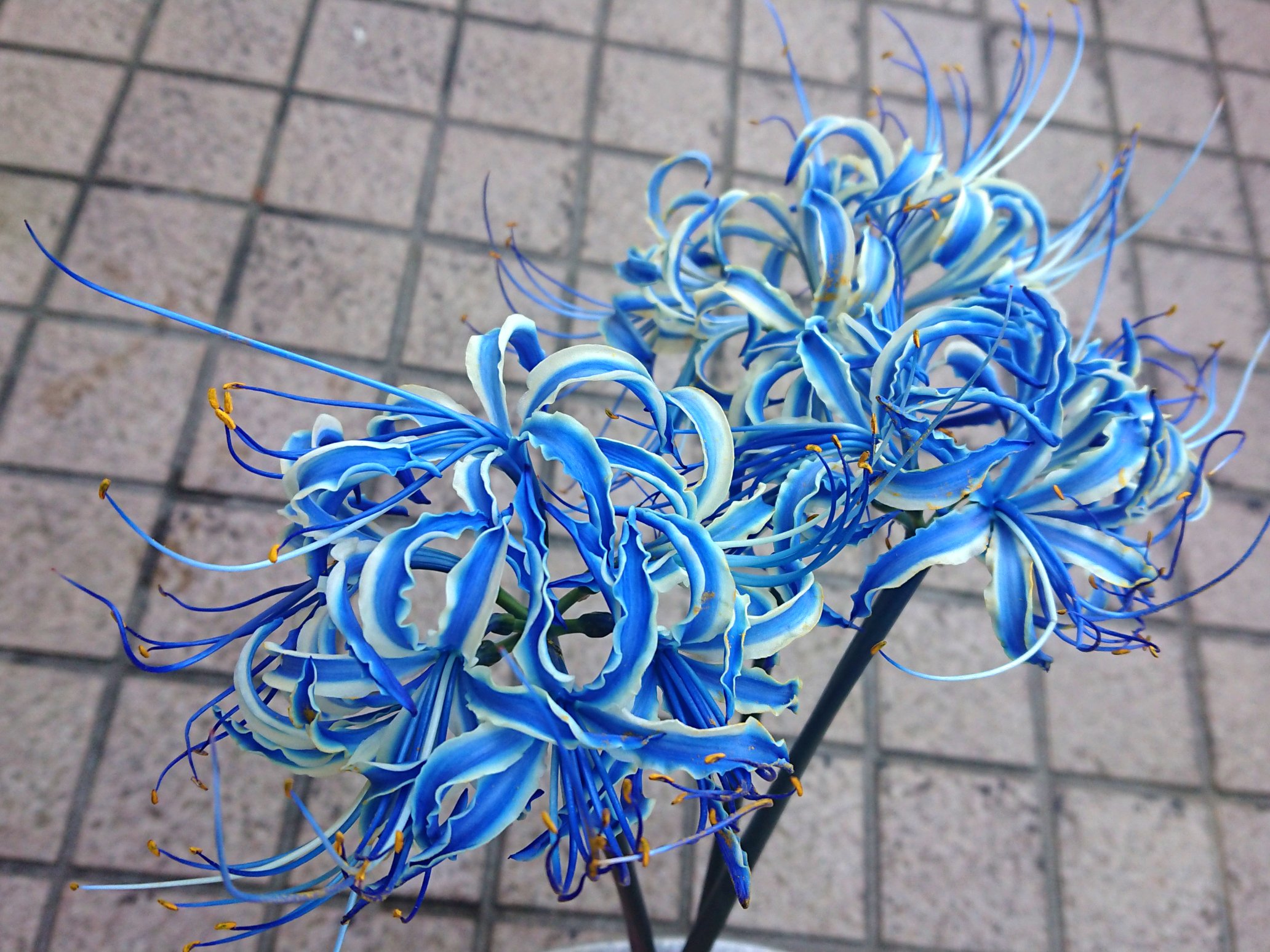 漣爾 療養中 青い彼岸花 キットがあるそうですね 色を吸い上げて花弁や茎を染めるとのこと T Co Xmelh7pyqu Twitter