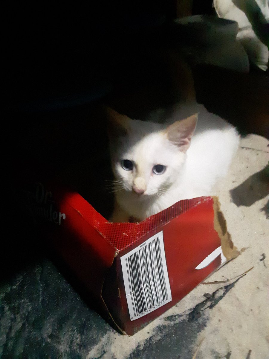 New stray found at ocean's pond campground 👀