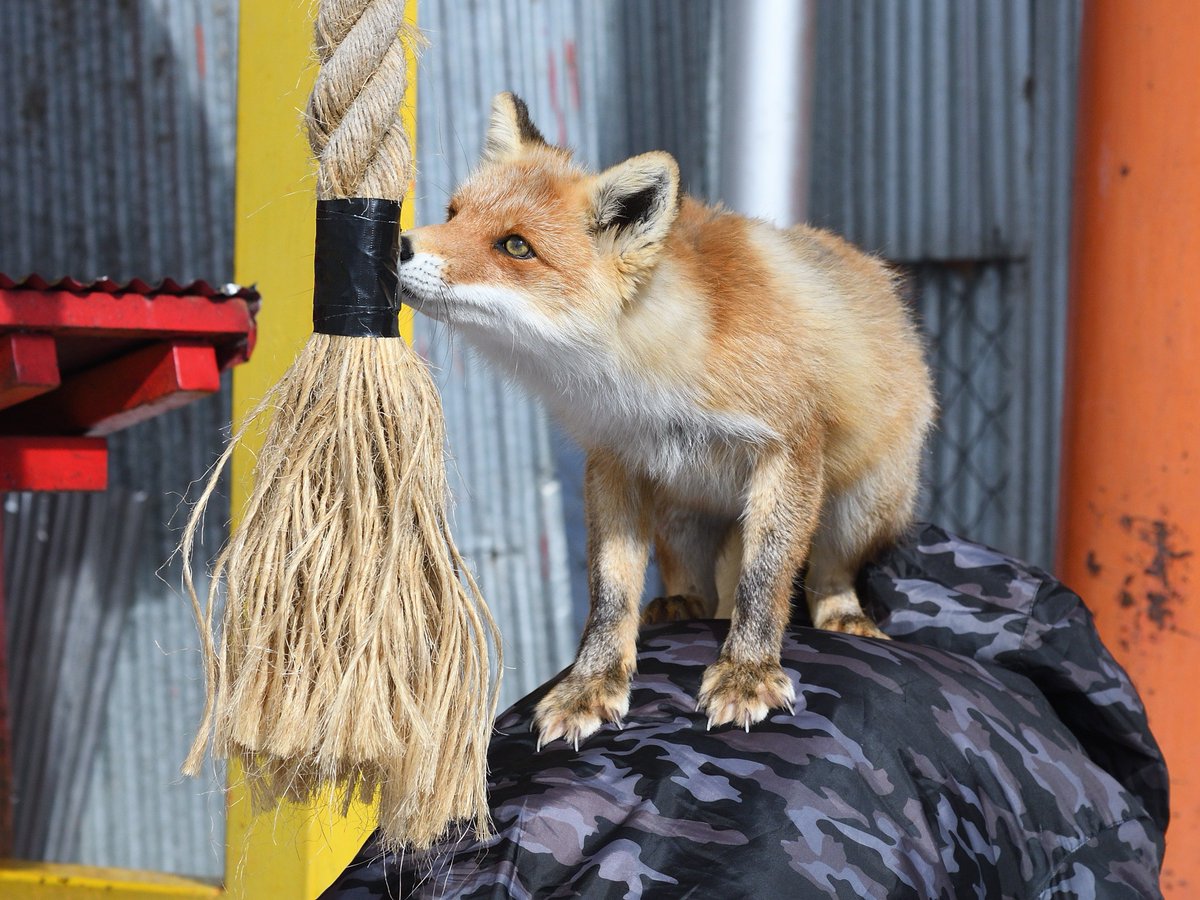 きつね様　確認用 Foxssil(フォクシル) おきつね全国地図4/11ver公開しました