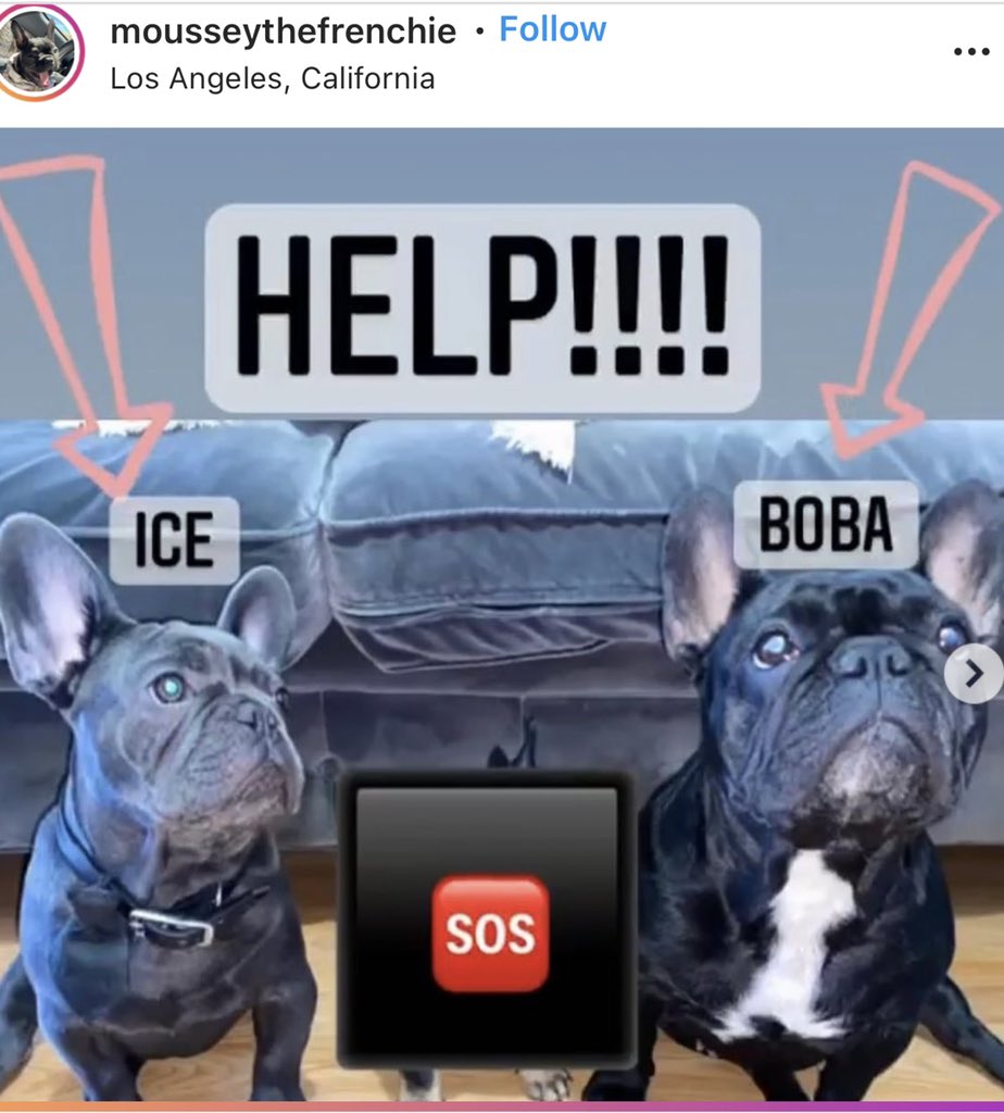 MissingFrenchie's tweet image. ** STOLEN AT GUNPOINT** 
2 Frenchies “Ice &amp;amp; Boba” 53rd/Normandie Los Angeles,CA
#frenchiesofinstagram 
#stolenFrenchBulldogs

instagram.com/p/CT_HARClsl2/…