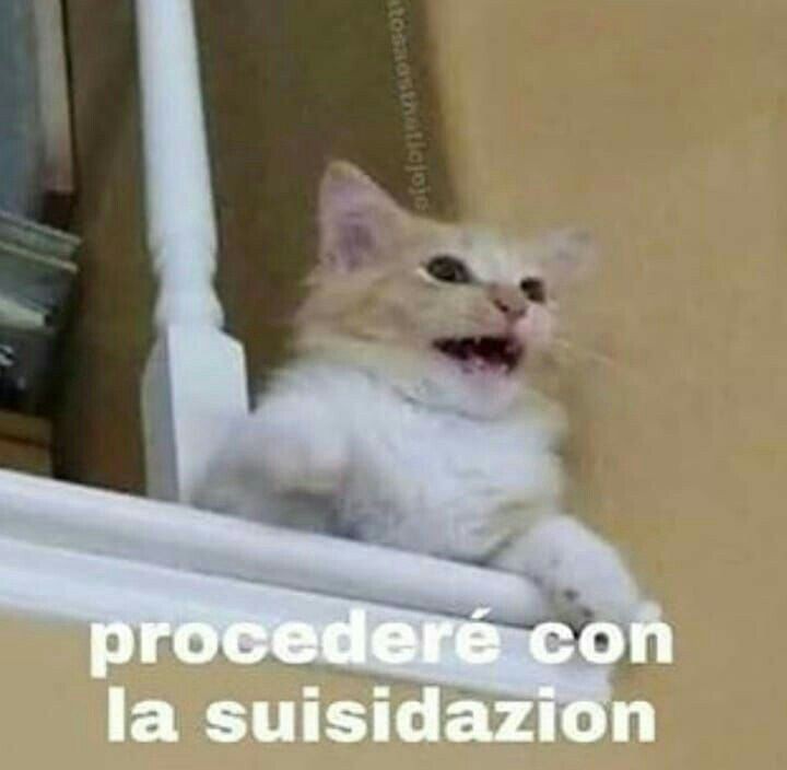 Quién diría que lloraría por la muerte  un pulpo amarillo de dos metros que se creía profesor