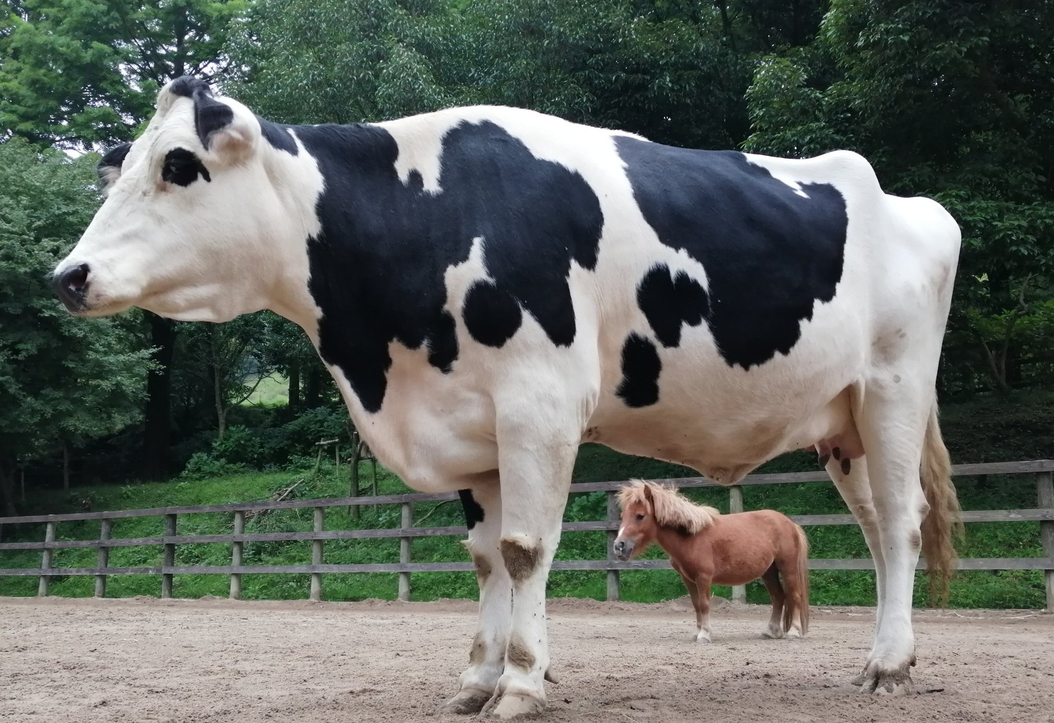 六甲山牧場【公式】 on X: 