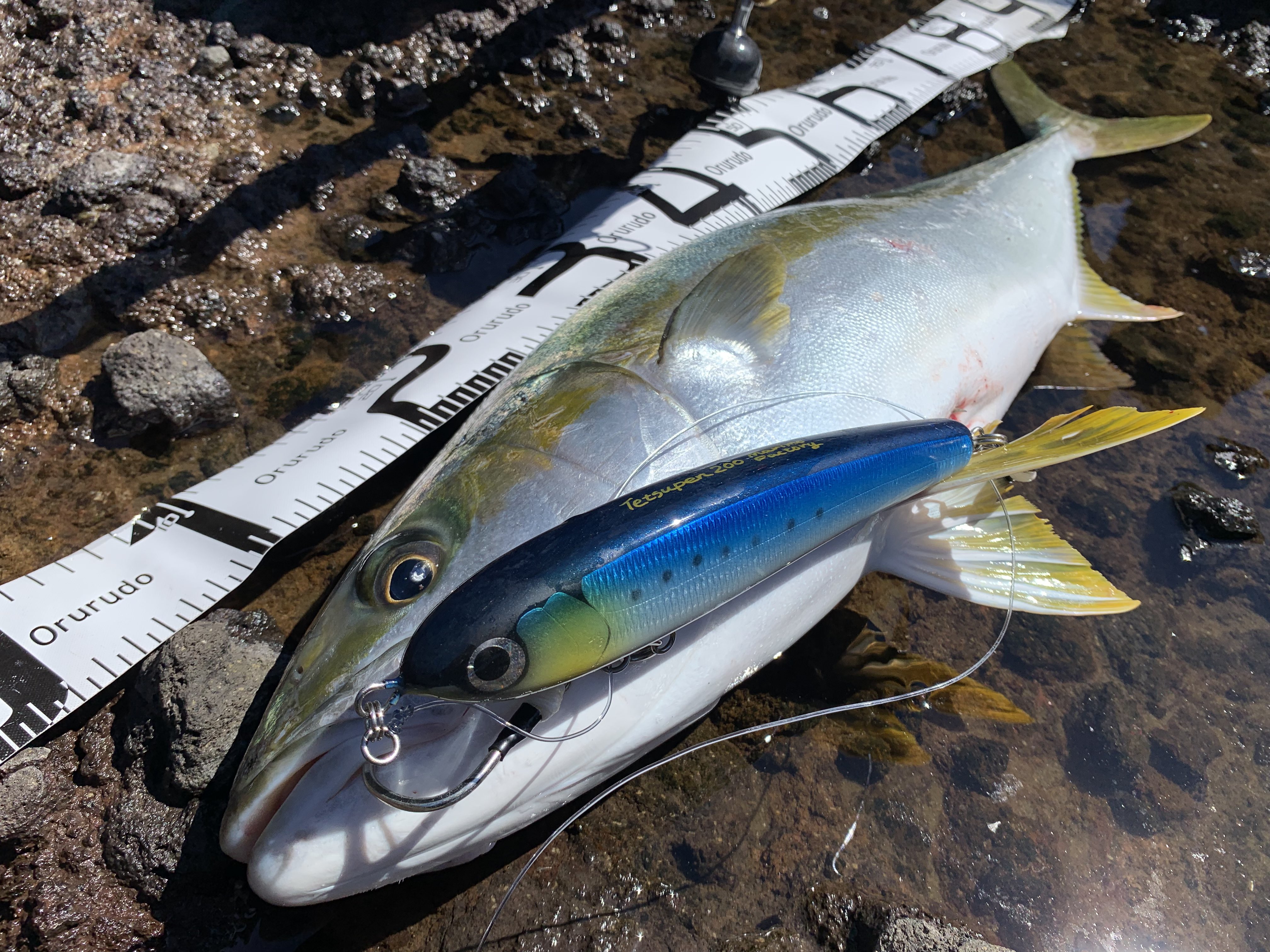 マリモファクトリー - Search / X