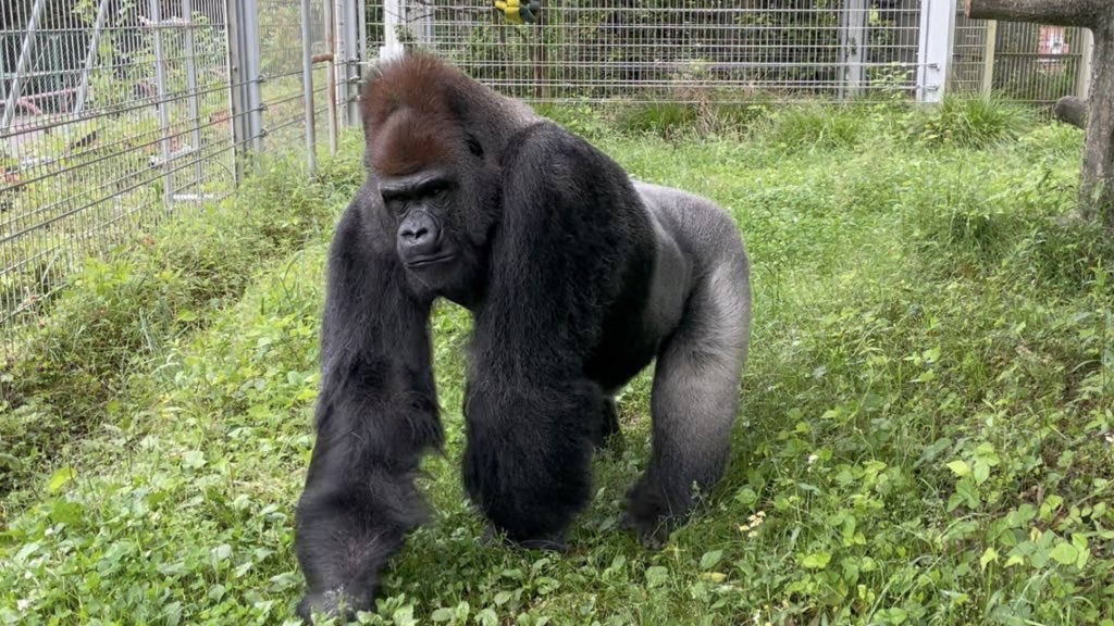 E_nfBXEVQAsRLTN.jpg?format=jpg