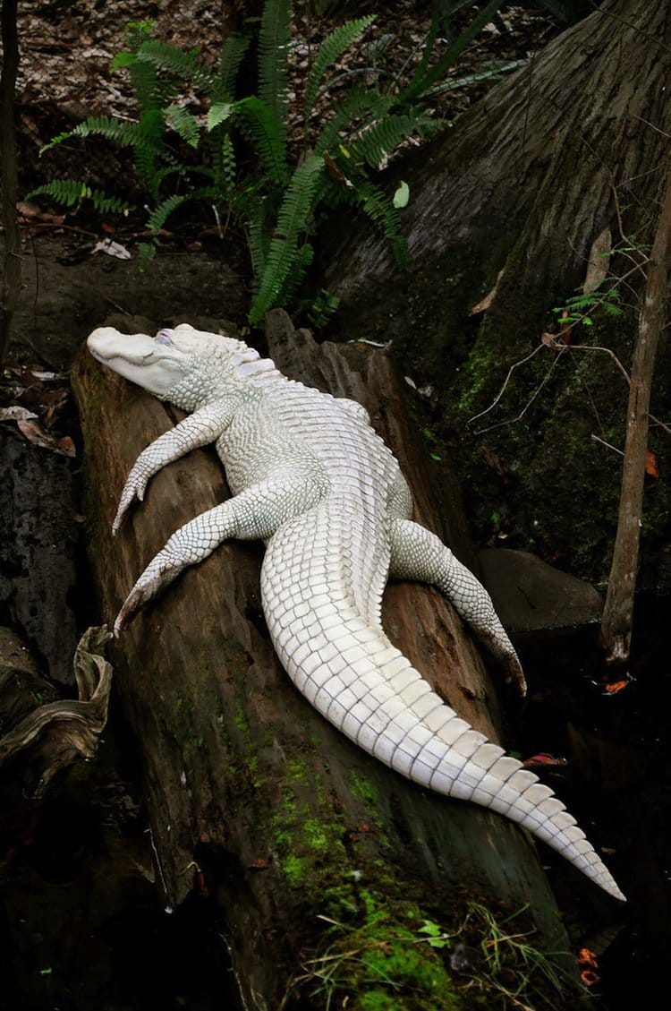 Dr. Ajayita on Twitter: "A rare albino crocodile...just chilling. https://t.co/RMy1J2Y326" / Twitter