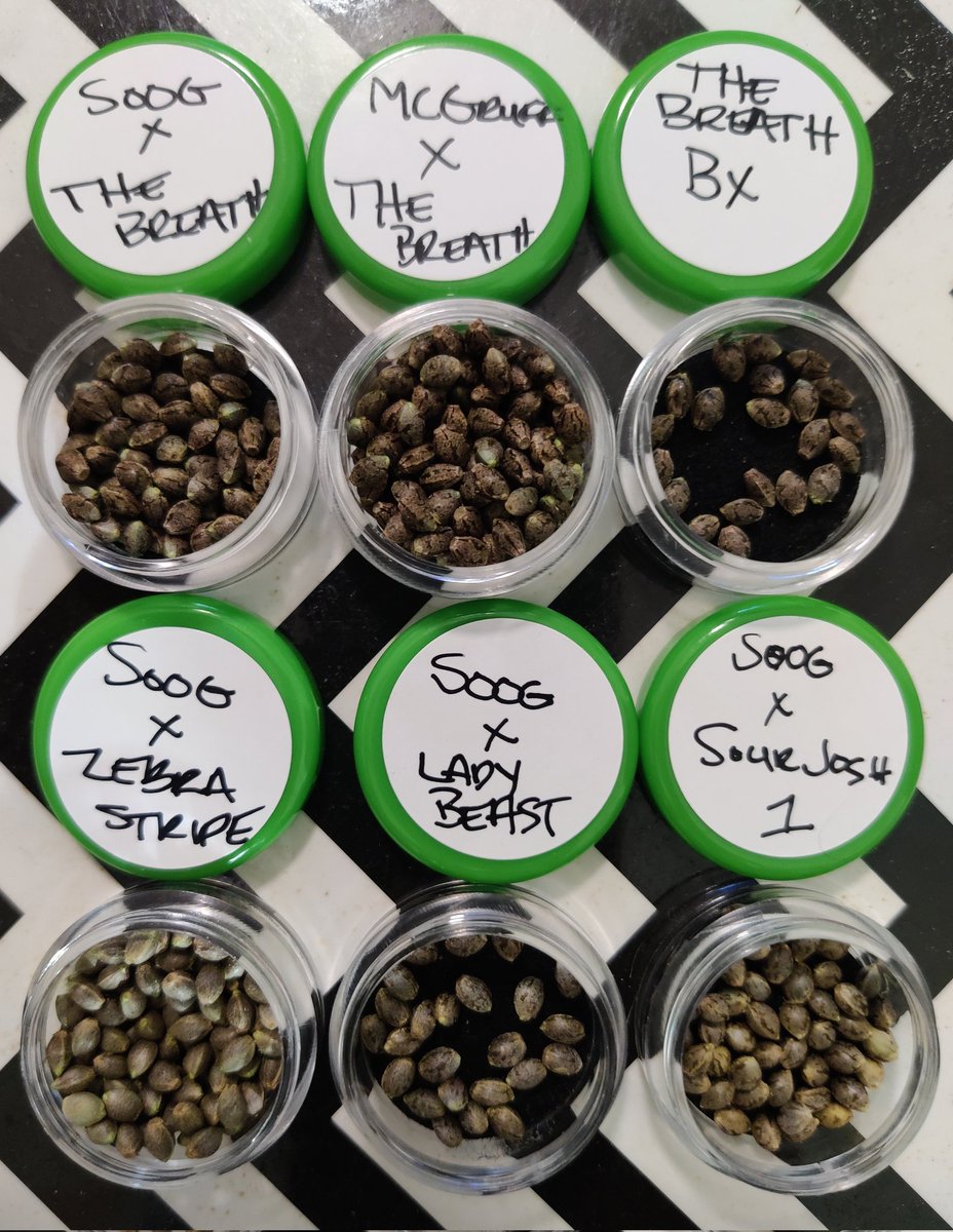 PotMarijuana's tweet photo. Another batch of beans baked and resting in their containers. Just in time to pollinate the next batch.

#BeanFiend
#Drdankenstein
#Mmemberville
#CannabisCommunity 
#StonerFam https://t.co/GPdCyVanAq