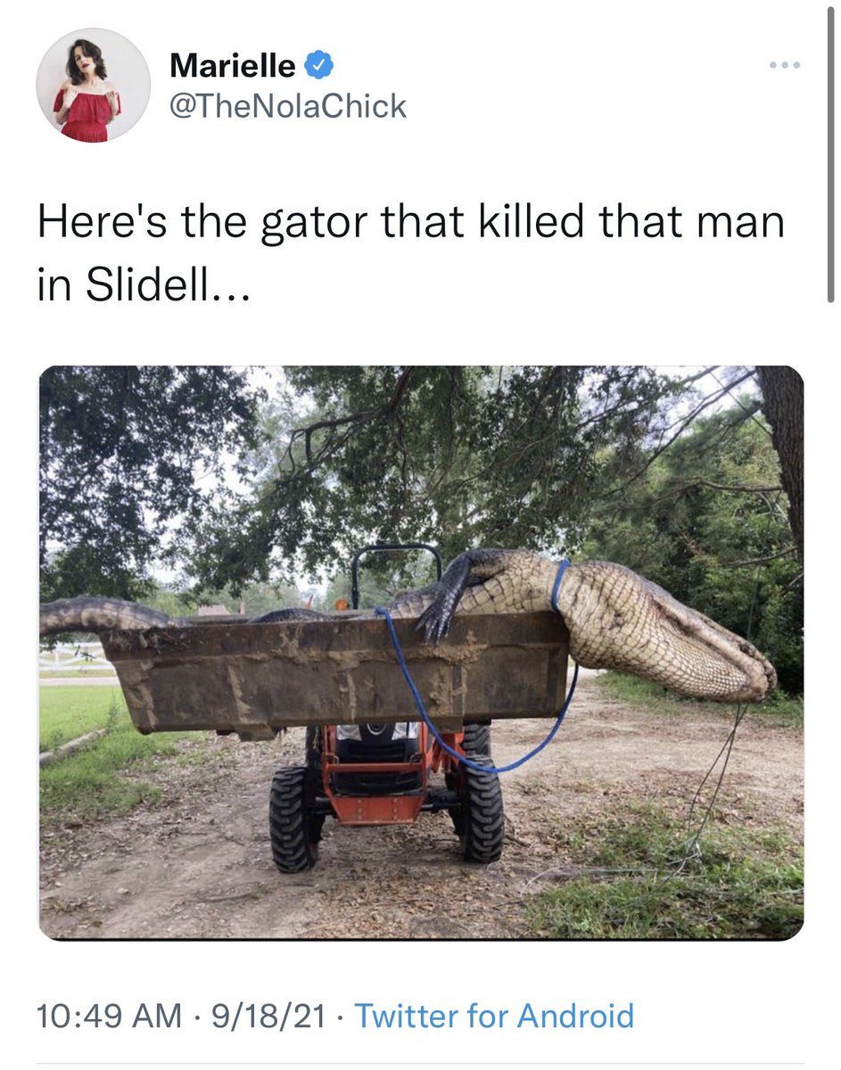 12 feet long and over 500 lbs: dinosaurs still exist.