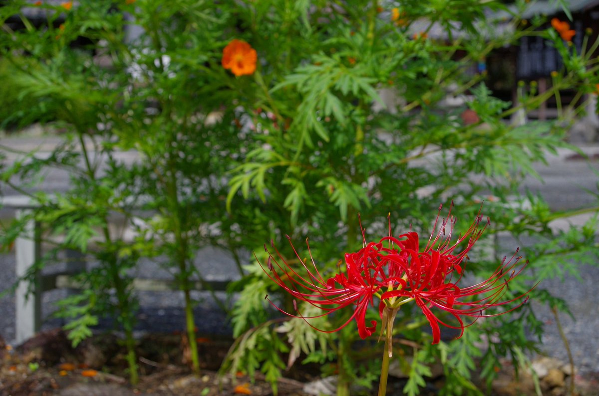 ちょろぎ One Capricorn Twitter