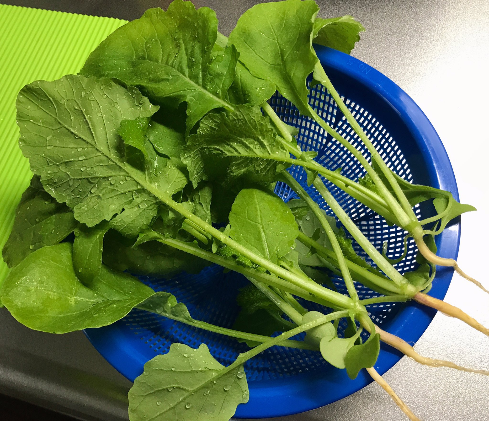 まるこ 味こがね 種蒔きしてから1ヶ月 最後の間引きです 間引き菜は 豆腐の味噌汁に入れちゃいます 若い葉は柔らかく苦味少なくて美味しい プランター栽培 カブ T Co Goolzajkeb Twitter まるこ 味こがね 種蒔きしてから1ヶ月 最後の間引きです 間引き菜は 豆腐の味噌汁に入れちゃいます 若い葉は柔らかく苦味少なくて美味しい プランター栽培 カブ T Co Goolzajkeb Twitter
